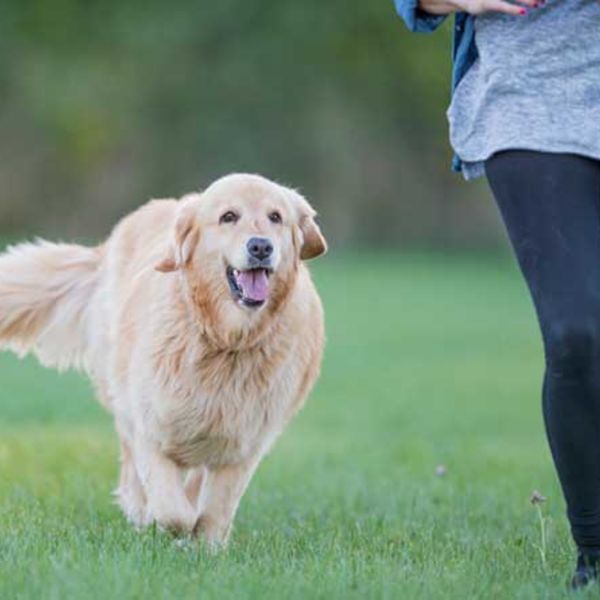 グリーンワークスは人工芝で犬にやさしいお庭を造ります